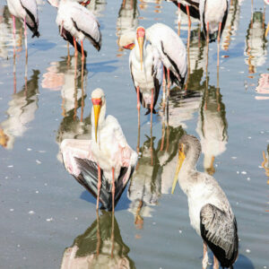 Beauty of wildlife by Camille Massida Photography